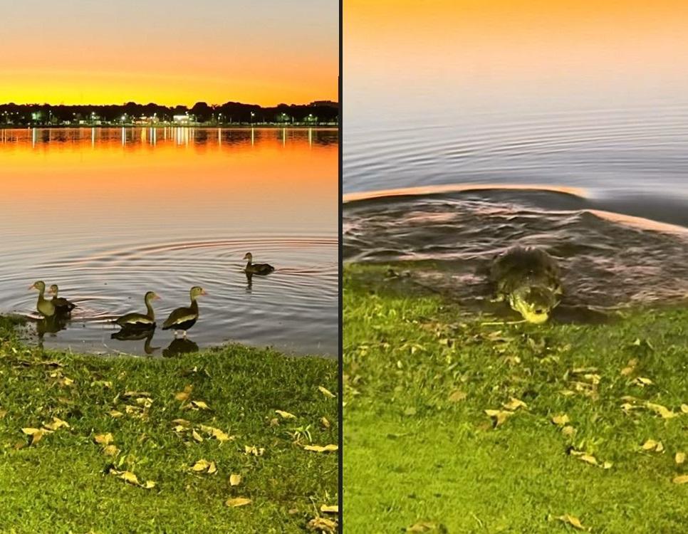 Três-lagoense tenta registrar o pôr do sol na Lagoa Maior e dá de cara com jacaré de boca aberta