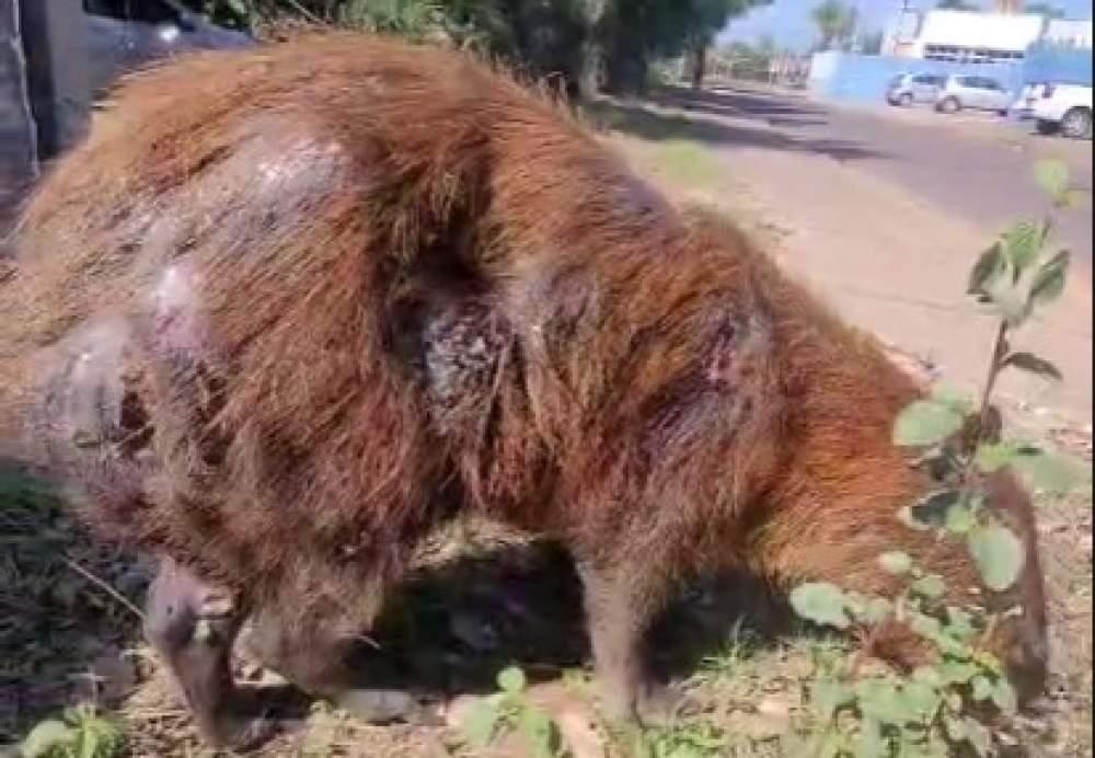  Alerta na Lagoa Maior: Capivara aparece ferida e moradores temem ataques de jacaré