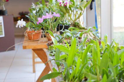 Beleza em Flor: Exposição de Orquídeas e Rosas do Deserto promete encantar Três Lagoas nos dias 11 e 12 de julho