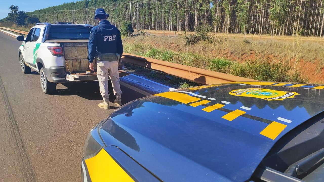 Duas mulheres são presas com mais de 700 kg de maconha na BR-158 em Três Lagoas Duas mulheres são presas com mais de 700 kg de maconha na BR-158 em Três Lagoas