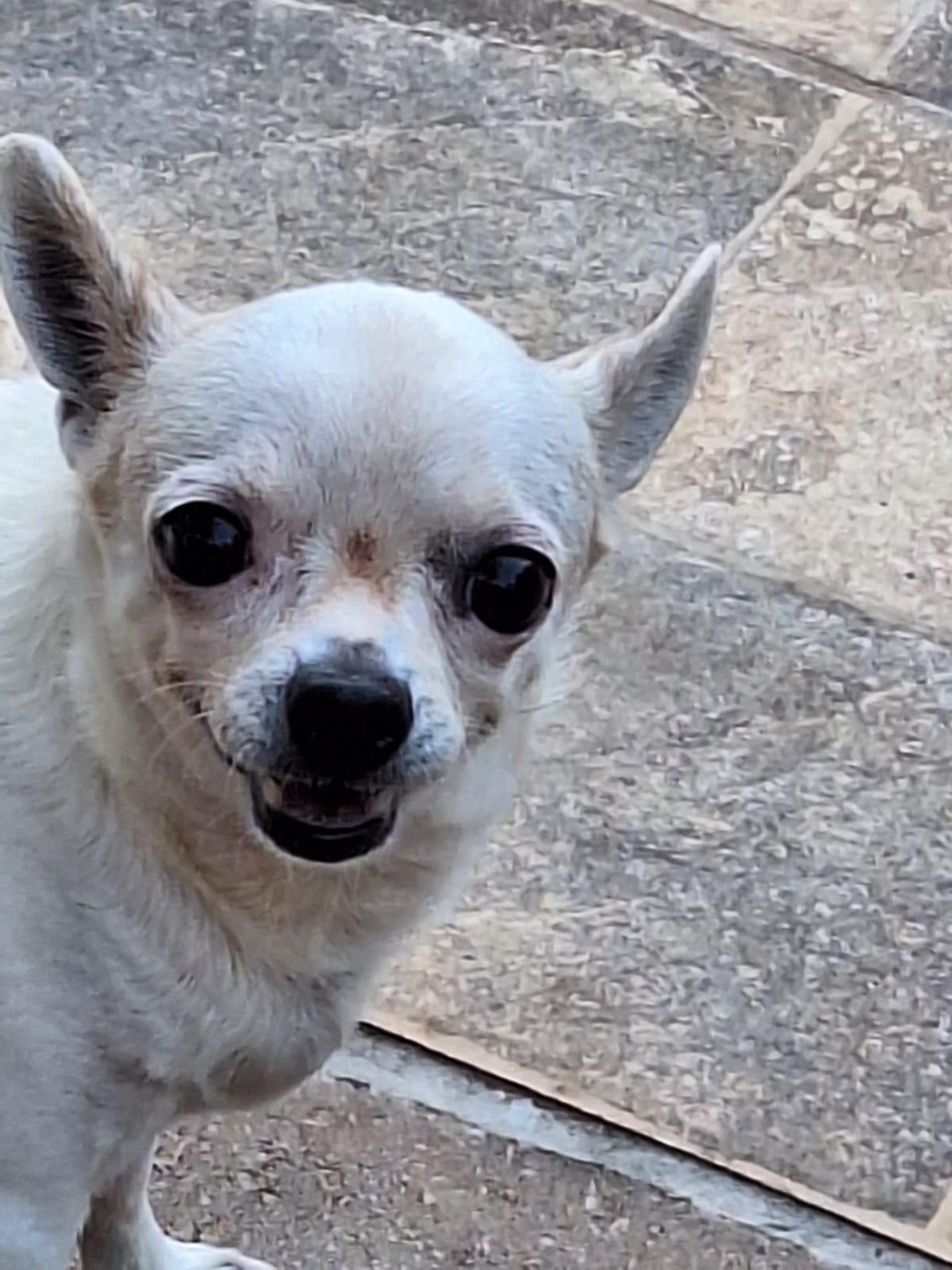 Família entra em desespero com desaparecimento da cachorrinha “Mini” no bairro Santos Dumont em Três Lagoas Família entra em desespero com desaparecimento da cachorrinha “Mini” no bairro Santos Dumont em Três Lagoas