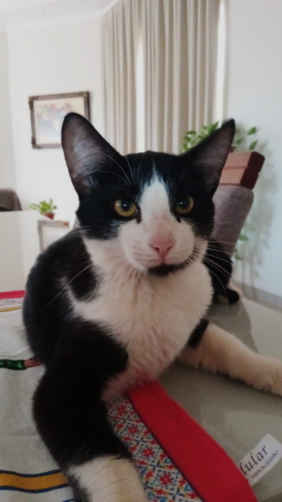 Família sofre com desaparecimento da gatinha “Joninhas” em Três Lagoas e oferece recompensa por informações