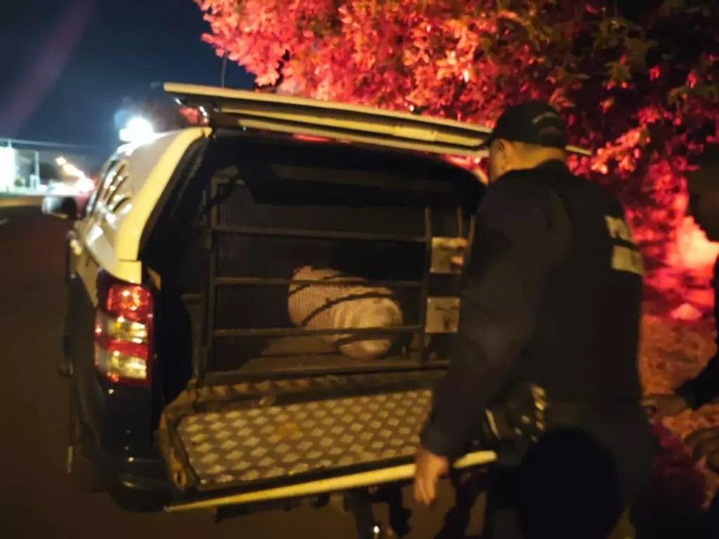 Ladrão que tentava furtar cilindro de gás é flagrado em posto desativado e acaba preso Ladrão que tentava furtar cilindro de gás é flagrado em posto desativado e acaba preso