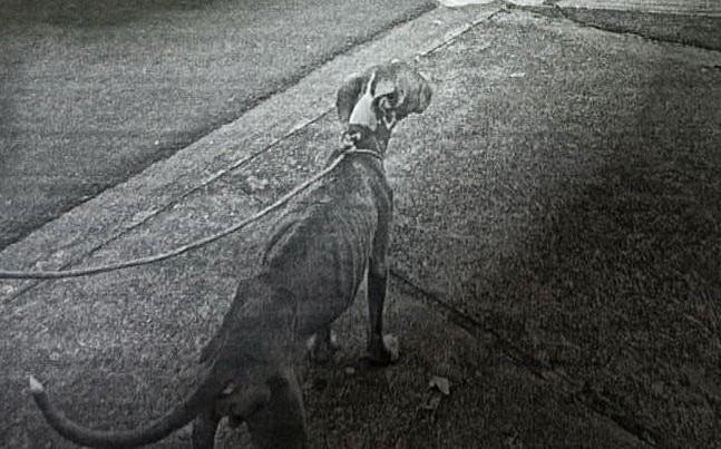 Após maus-tratos contra Pit Bull, tutor é preso no bairro Santa Luzia em Três Lagoas