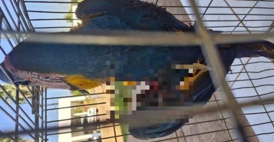 Arara-canindé tem asa quase decepada por linha com cerol em Três Lagoas e mobiliza resgate Arara-canindé tem asa quase decepada por linha com cerol em Três Lagoas e mobiliza resgate