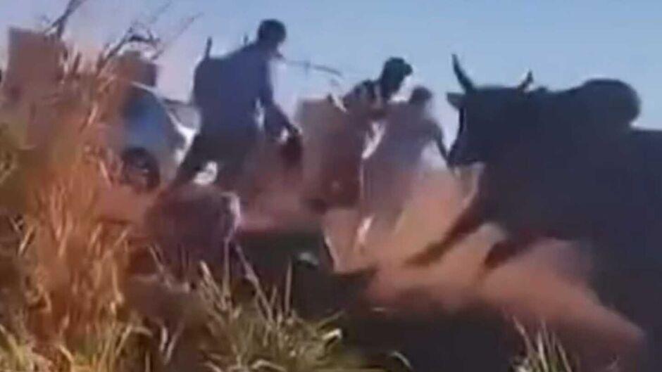 'Corre que o corno tá bravo': boi ataca grupo após caminhão boiadeiro tombar em Sidrolândia-MS