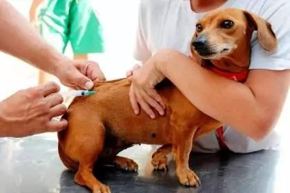 Mudança nos telefones do Centro de Controle de Zoonoses de Três Lagoas