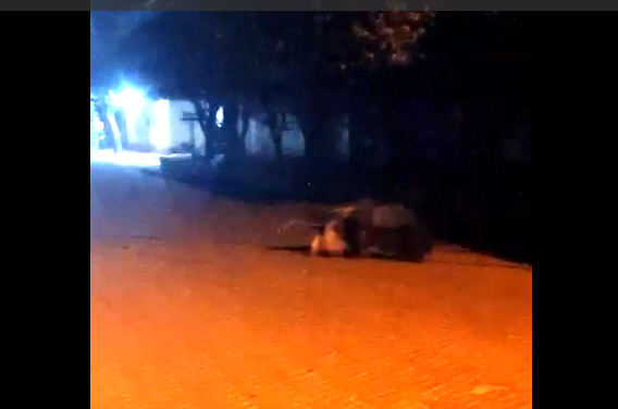  Tamanduá-bandeira é flagrado na madrugada na região da 2º Lagoa em Três Lagoas