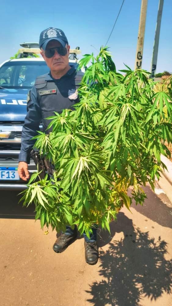  Sargento J. Corrêa encontra “pé de maconha” de 1 metro em quintal no bairro Jardim Carandá em Três Lagoas