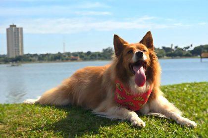 “A Rua é Nossa” terá programação especial com Pet Day neste domingo em Três Lagoas