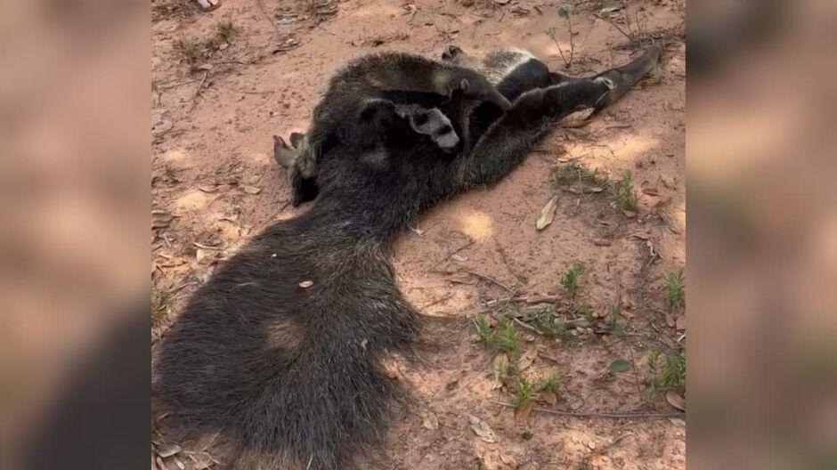Filhote de tamanduá-bandeira fica agarrado a corpo de mãe atropelada na MS-427 