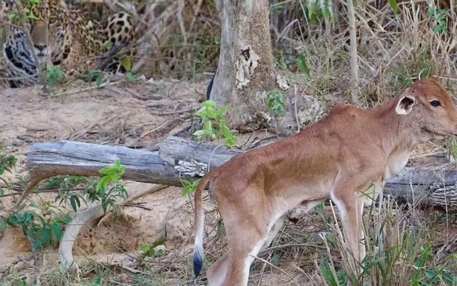 Na cara do perigo: bezerro é visto descansando ao lado de onça-pintada no Pantanal  