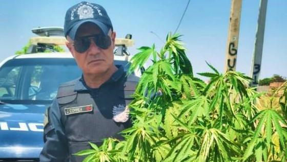  Sargento J. Corrêa encontra “pé de maconha” de 1 metro em quintal no bairro Jardim Carandá em Três Lagoas