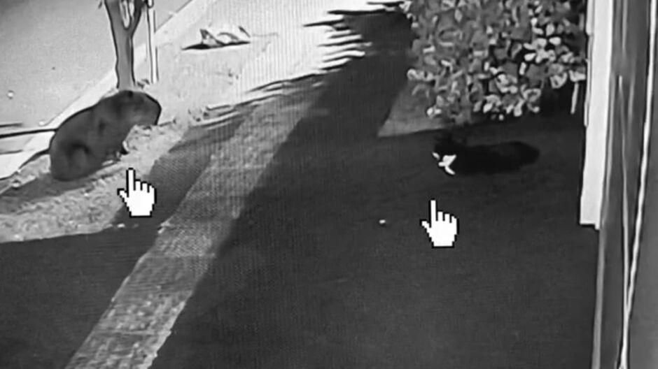 Tutor flagra gato 'fazendo amizade' com capivara em Campo Grande