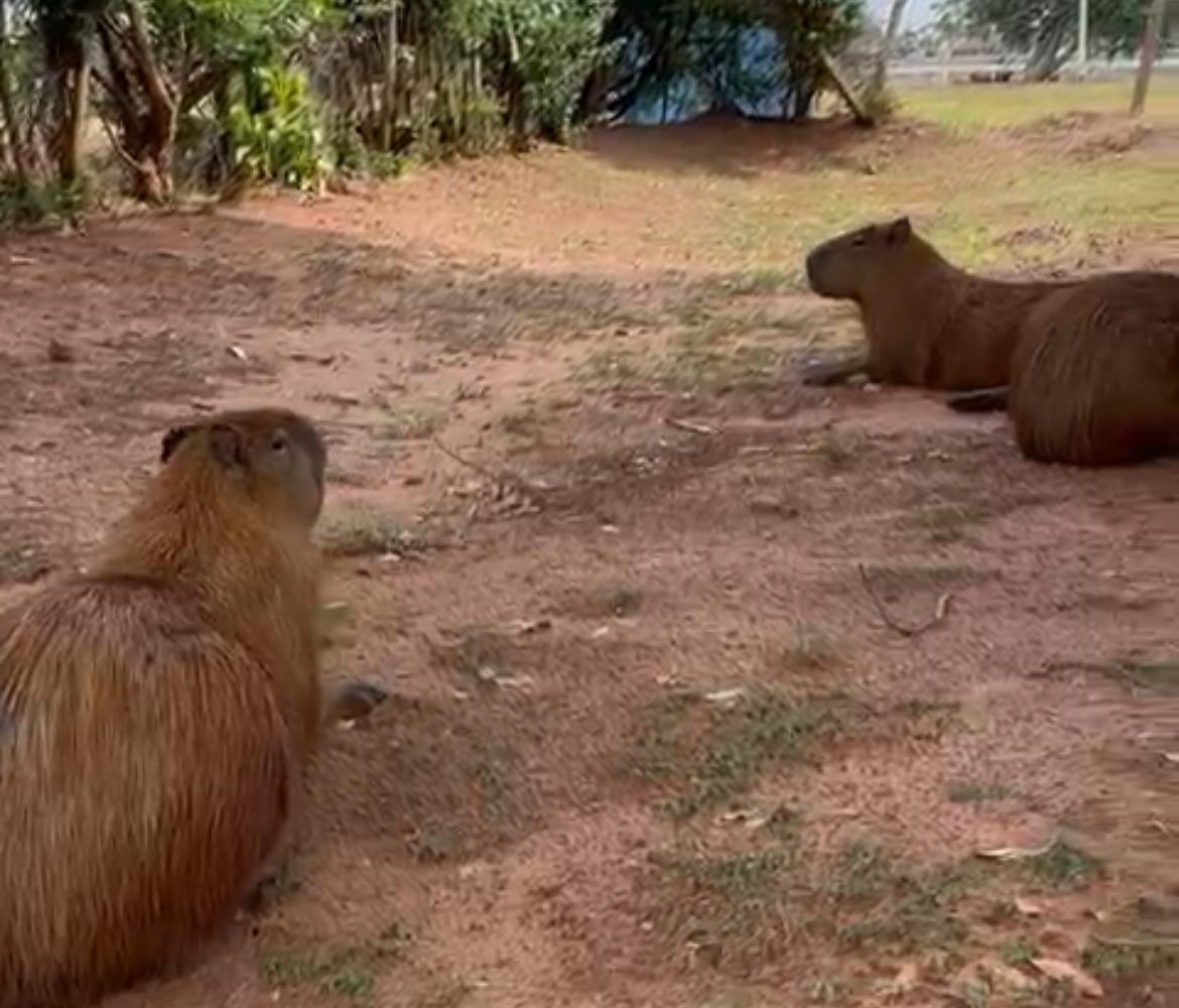 Capivaras viram atração e símbolo da convivência entre natureza e cidade na Lagoa Maior em Três Lagoas