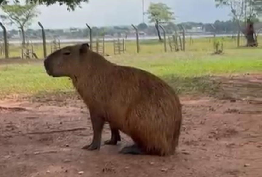 Capivaras viram atração e símbolo da convivência entre natureza e cidade na Lagoa Maior em Três Lagoas