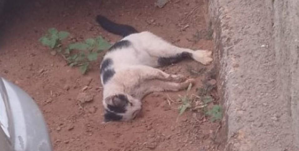 Moradores denunciam envenenamento de gatos em condomínio do Novo Oeste em Três Lagoas