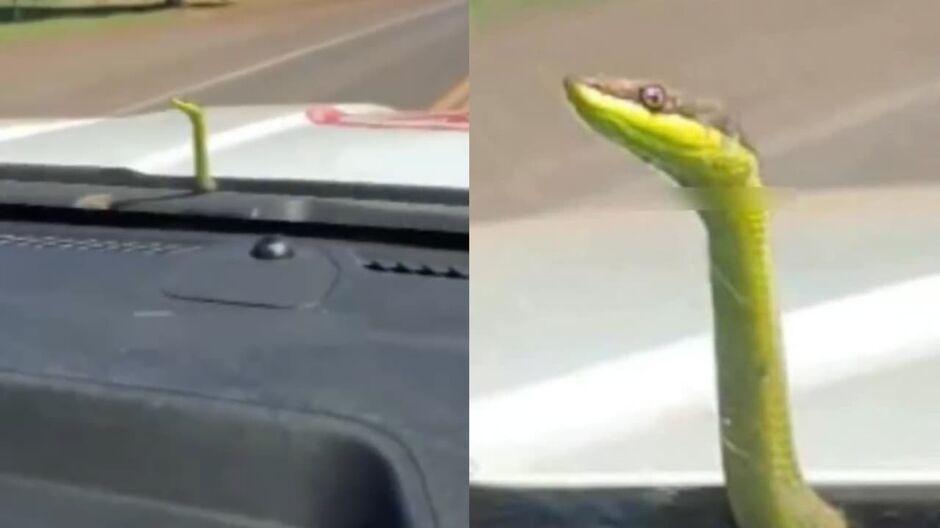 Olha a cobra: animal anda de 'carona' em ambulância e assusta socorristas em Anhanduí 