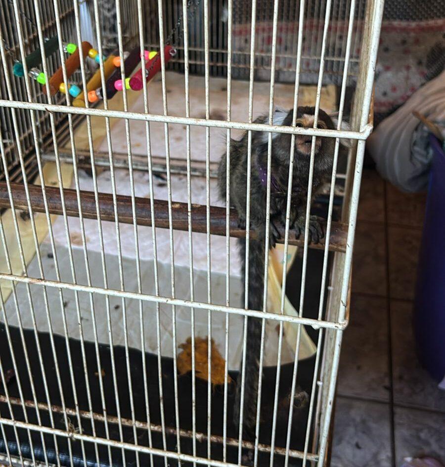 Força Tática invade casa após denúncia e descobre macaco mantido ilegalmente no Novo Ipanema em Três Lagoas Força Tática invade casa após denúncia e descobre macaco mantido ilegalmente no Novo Ipanema em Três Lagoas