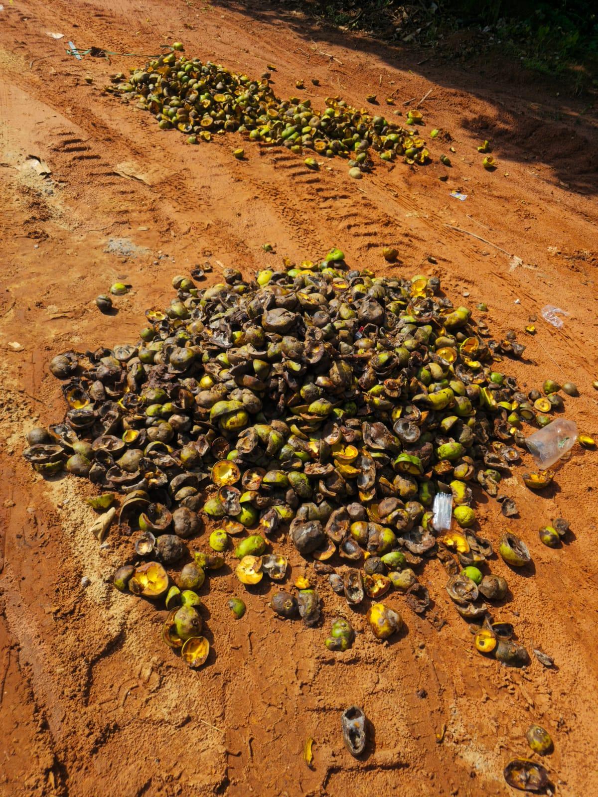 Denúncia: Guavira e Pequi estão sendo descartados às margens da BR-158 em Três Lagoas; rancheiros pedem ação das autoridades