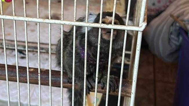 Força Tática invade casa após denúncia e descobre macaco mantido ilegalmente no Novo Ipanema em Três Lagoas 