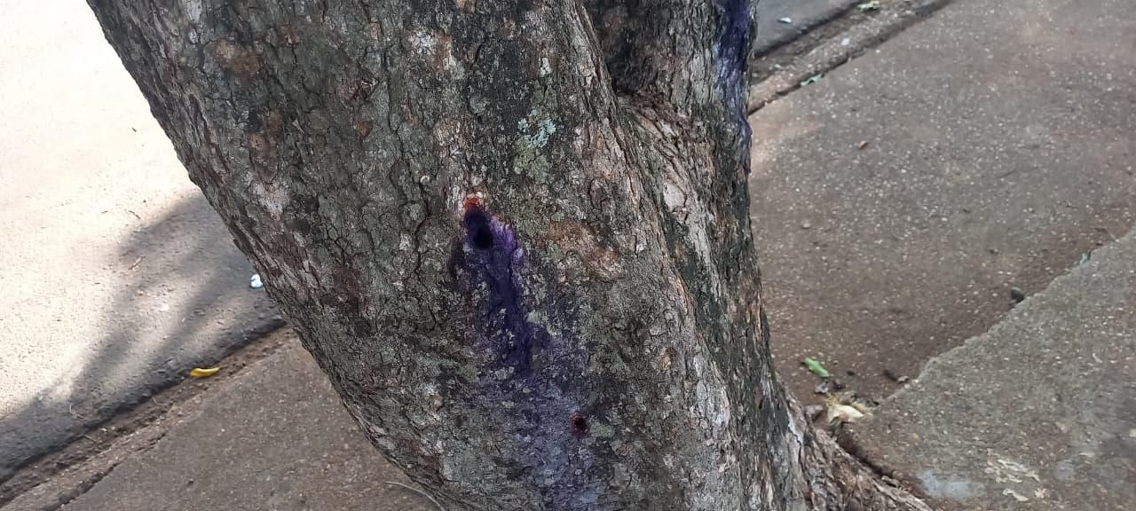 PMA identifica suspeito de envenenar árvores no Jardim Alvorada; homem teria dito que “não queria alunos na sombra” perto da escola 