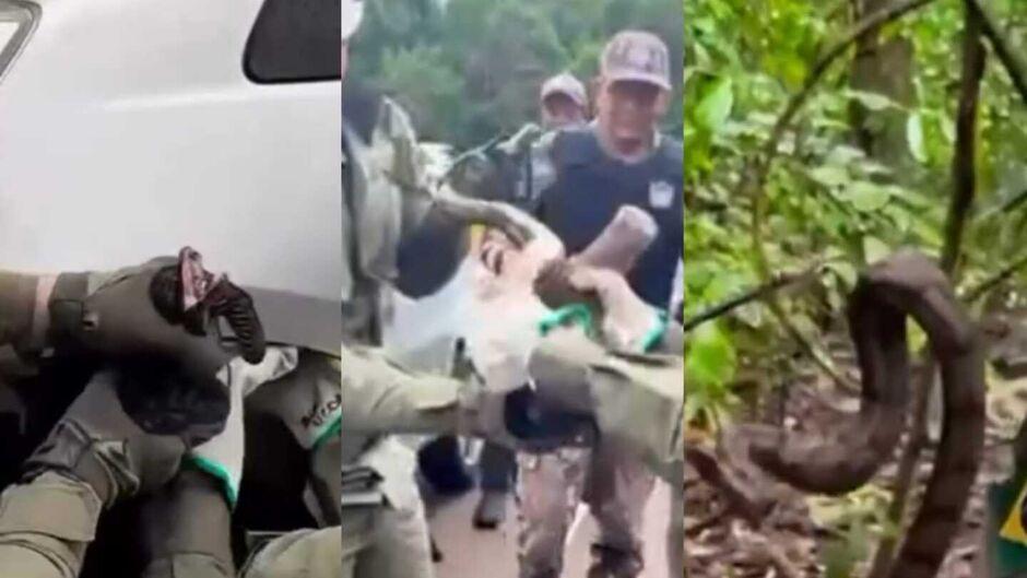 Jiboia é resgatada presa na roda de carro em Campo Grande  