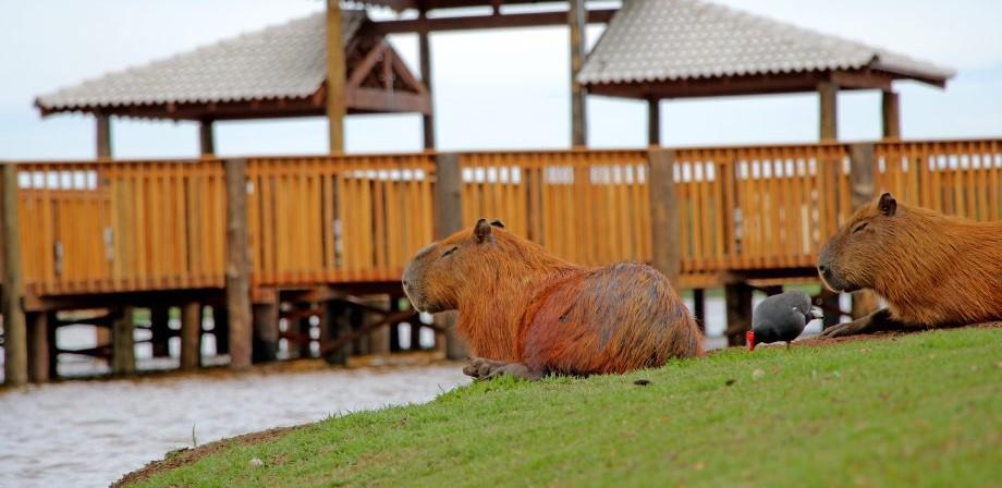 SMAS convida a população para a ação “Luzes por Elas” no deck da Lagoa Maior de Três Lagoas