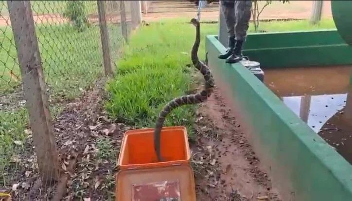 PMA de Três Lagoas resgata cascavel em área industrial e devolve animal à natureza