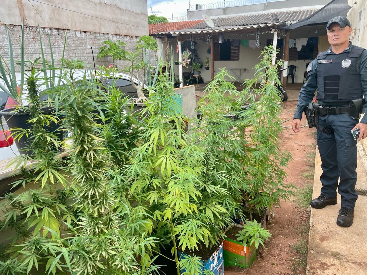 PM descobre plantação de maconha em residência após briga familiar que por pouco não feriu criança de 5 anos que estava em piscina de plástico