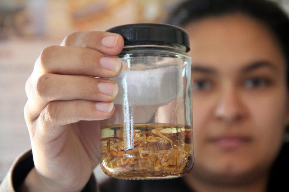 Descarte incorreto de alimentos contribui para aumento de escorpiões nas residências