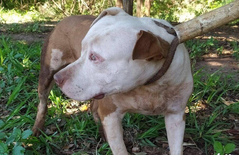 Homem luta com pitbulls para salvar cachorro de ataque em Chapadão do Sul  