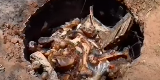 Moradores denunciam descarte irregular de ossadas e lixo em terreno no bairro Vila Haro, em Três Lagoas