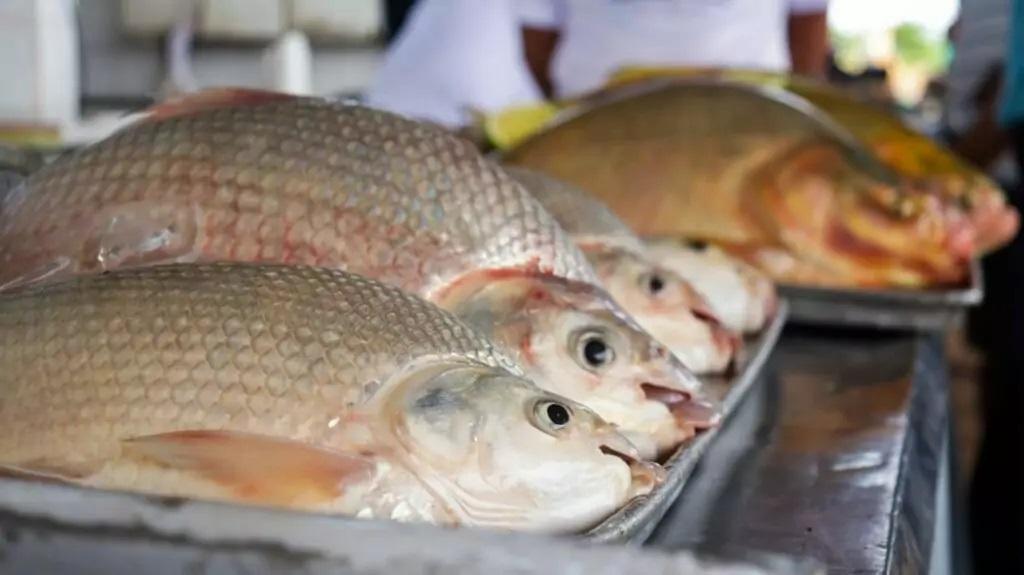 Cadastro para Feira do Peixe 2026 segue aberto até quarta-feira em Três Lagoas