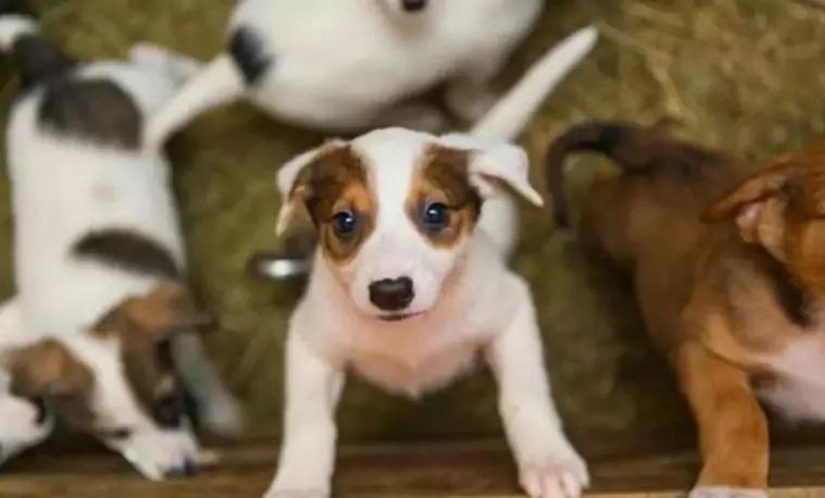 Centro de Reabilitação Animal tem 13 cães disponíveis para adoção