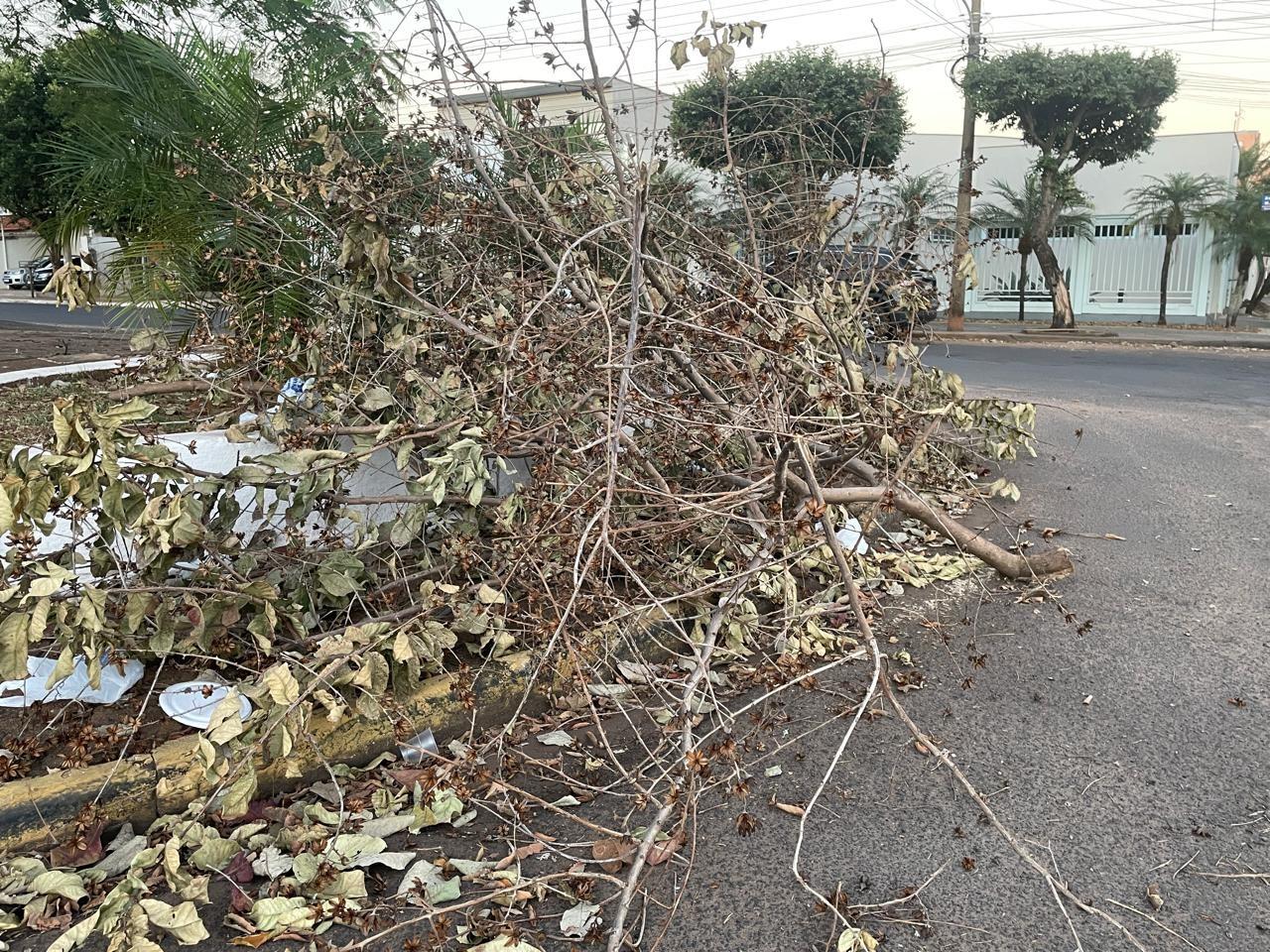Não é só no bairro que acontece: descarte irregular de galhadas também é flagrado no canteiro central de avenida em Três Lagoas Não é só no bairro que acontece: descarte irregular de galhadas também é flagrado no canteiro central de avenida em Três Lagoas