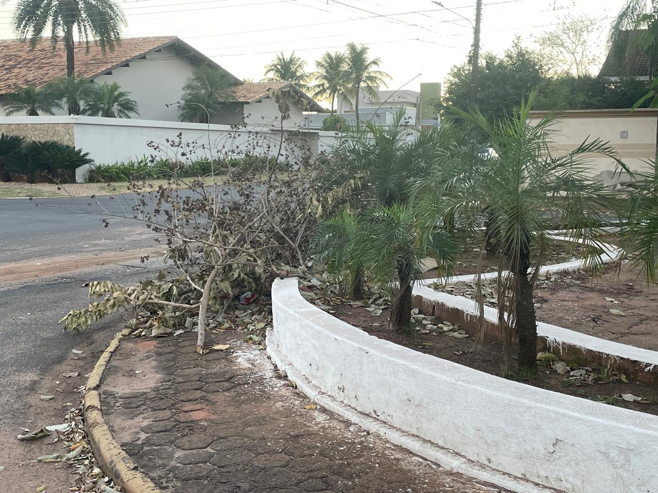 Não é só no bairro que acontece: descarte irregular de galhadas também é flagrado no canteiro central de avenida em Três Lagoas Não é só no bairro que acontece: descarte irregular de galhadas também é flagrado no canteiro central de avenida em Três Lagoas