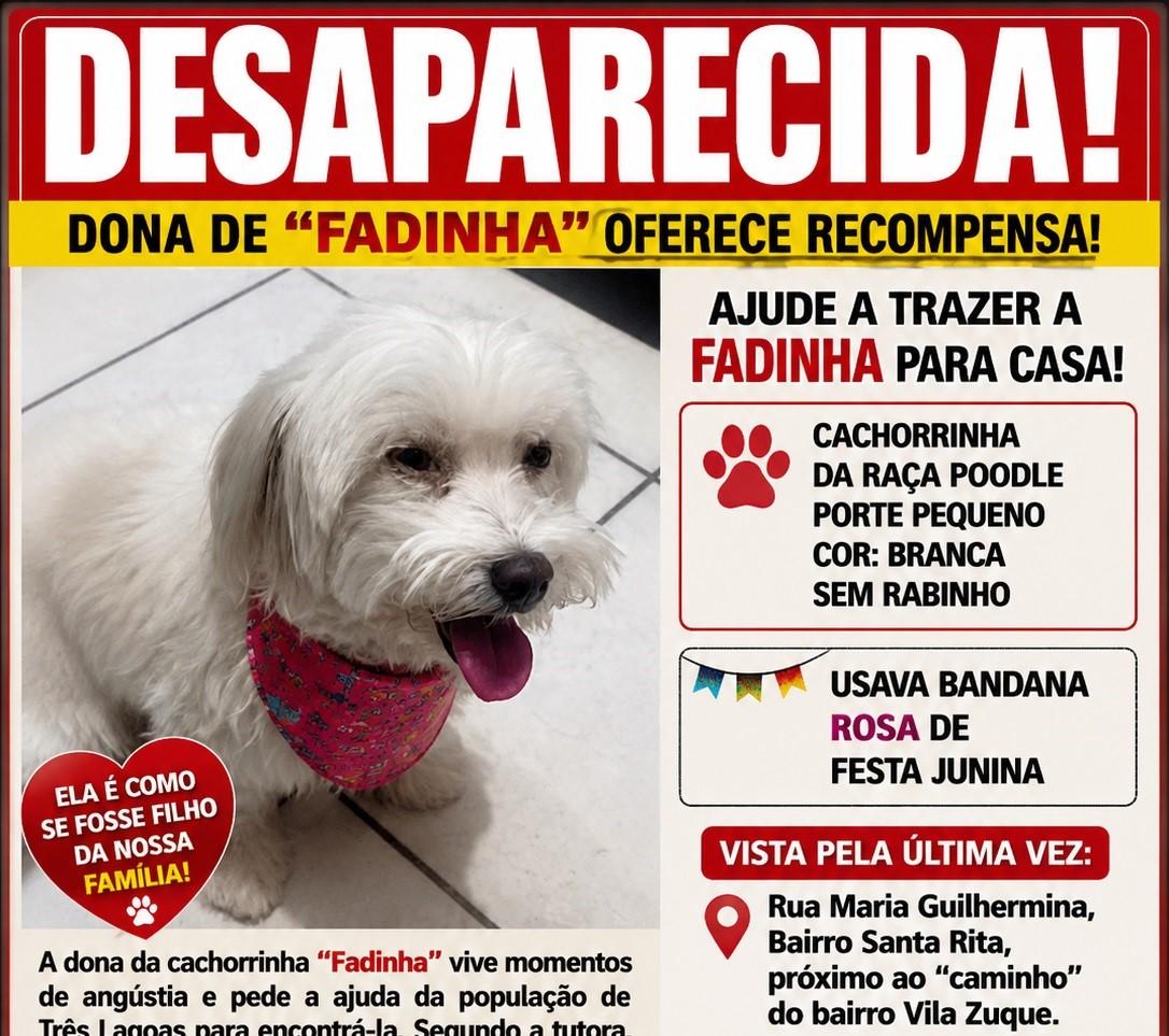 Dona de “Fadinha” oferece recompensa para quem achar a cachorrinha poodle que desapareceu no bairro Santa Rita
