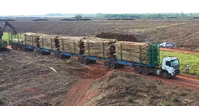 Governo autoriza circulação de hexatrens de megafábrica de celulose em Três Lagoas e Ribas do Rio Pardo