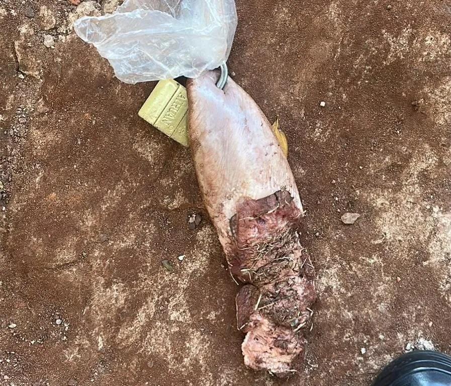 Jovem recebe língua de vaca com cadeado em frente de casa no Paraguai 
