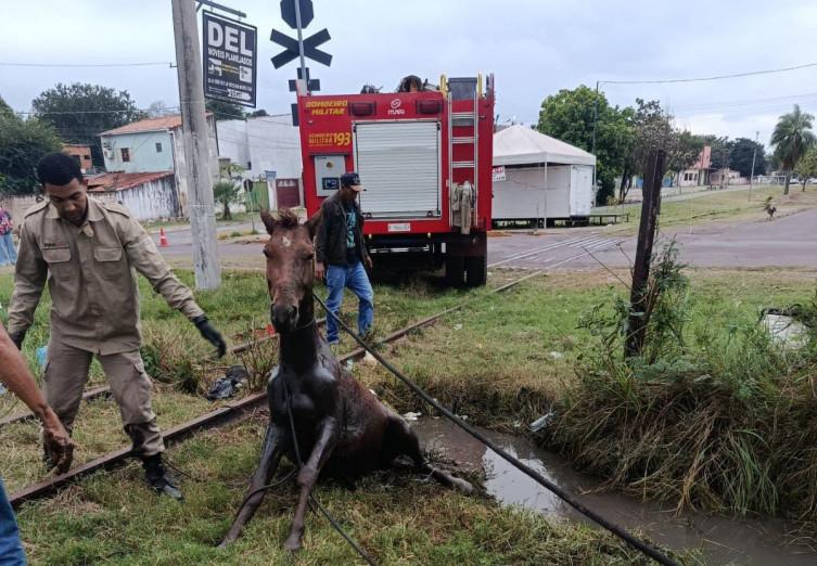 Cavalo atola em vala e é resgatado pelos bombeiros em Corumbá  