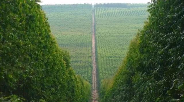 Eucalipto ocupa trechos de até 20 km sem corredores para fauna em MS