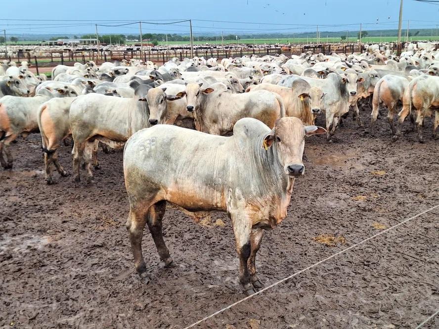 Três Lagoas perde mais de 33 mil cabeças de gado em apenas um ano; rebanho cai para 421 mil animais