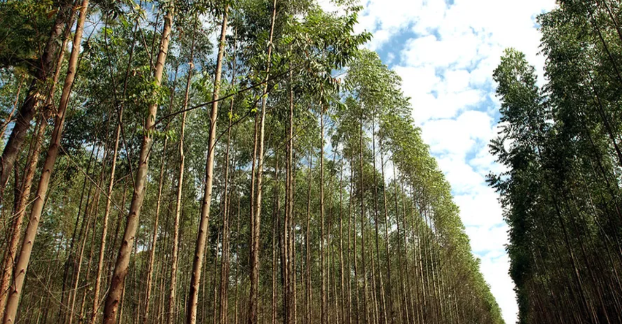 “Essa área não é de Três Lagoas”: estudo diz que Selvíria perdeu 58 mil hectares e disputa envolve região milionária do eucalipto