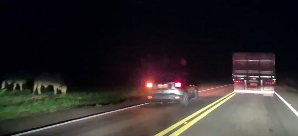 Dois perigos no mesmo vídeo: Animais soltos quase causam acidentes e motorista ultrapassa na faixa dupla na BR-262 Dois perigos no mesmo vídeo: Animais soltos quase causam acidentes e motorista ultrapassa na faixa dupla na BR-262