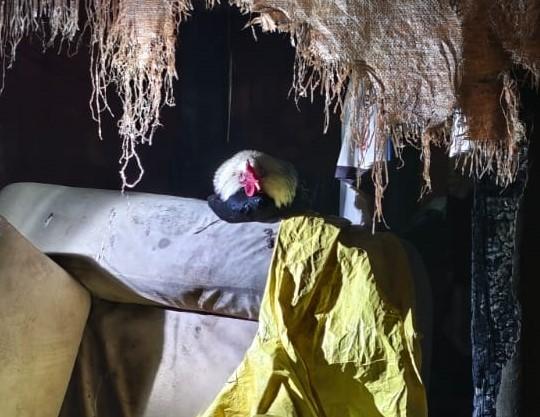 NEM DORMIR AO LADO DE GALO PODE MAIS: “Cochilo” chama atenção e homem acaba preso em Três Lagoas onde tudo acontece NEM DORMIR AO LADO DE GALO PODE MAIS: “Cochilo” chama atenção e homem acaba preso em Três Lagoas onde tudo acontece