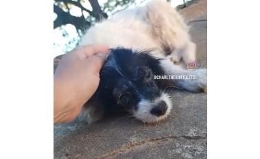 VEJA O VÍDEO: Bairro Jupiá vira ponto de abandonos de animais e protetoras denunciam novos casos em Três Lagoas VEJA O VÍDEO: Bairro Jupiá vira ponto de abandonos de animais e protetoras denunciam novos casos em Três Lagoas