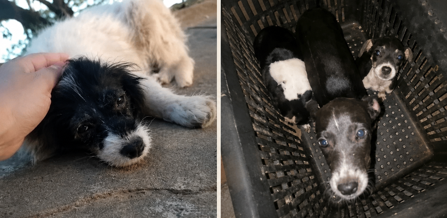 VEJA O VÍDEO: Bairro Jupiá vira ponto de abandonos de animais e protetoras denunciam novos casos em Três Lagoas VEJA O VÍDEO: Bairro Jupiá vira ponto de abandonos de animais e protetoras denunciam novos casos em Três Lagoas