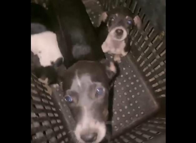 VEJA O VÍDEO: Bairro Jupiá vira ponto de abandonos de animais e protetoras denunciam novos casos em Três Lagoas VEJA O VÍDEO: Bairro Jupiá vira ponto de abandonos de animais e protetoras denunciam novos casos em Três Lagoas