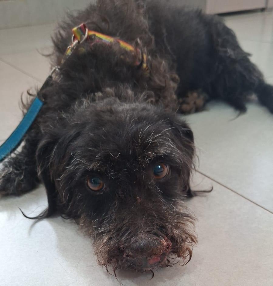 JOGADO À PRÓPRIA SORTE: Cão ferido é resgatado nos "Predinhos" do Novo Oeste e precisa de tratamento JOGADO À PRÓPRIA SORTE: Cão ferido é resgatado nos "Predinhos" do Novo Oeste e precisa de tratamento